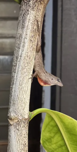Photo of the Day: Amazing Anole